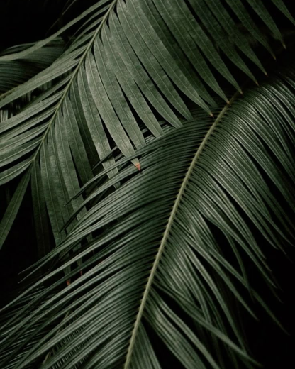 dorothea in shades by eric kuster - forest