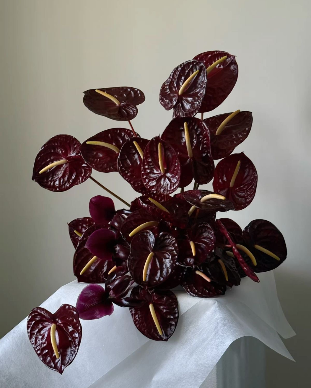 anthurium