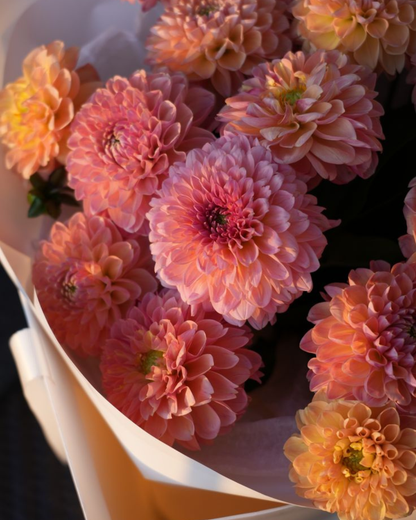 dahlia