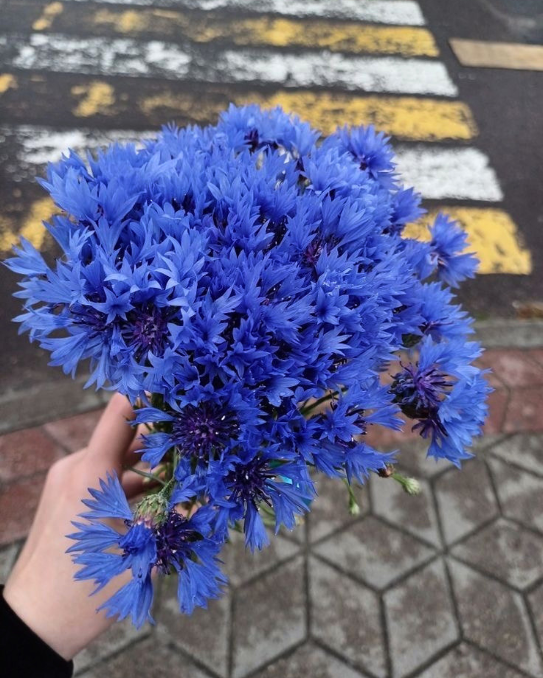 cornflower