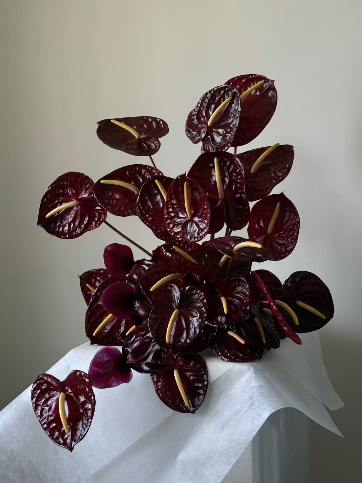 anthurium